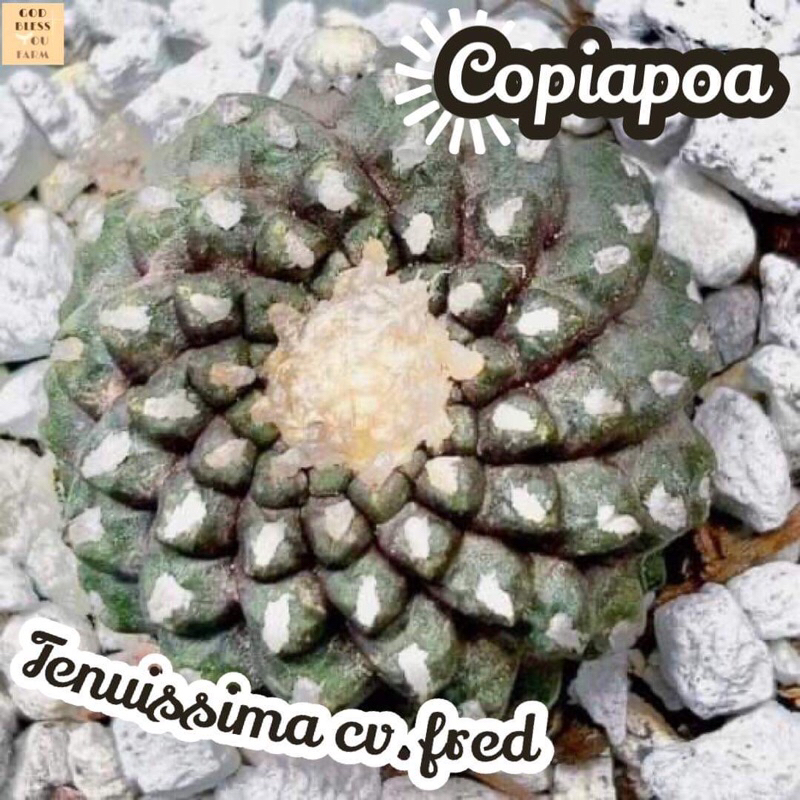[โคเปียโป เทนูอีสซิม่า ซีวี เฟรด] Copiapoa Tenuissima cv.fred แคคตัส ต้นไม้ หนาม ทนแล้ง กุหลาบหิน อวบน้ำ พืชอวบ