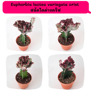 Euphorbia lactea variegata crist  สลัดไดด่างคริส ไม้กราฟ  Cactus กระบองเพชร พืชอวบน้ำ พืชทะเลทราย ตะบองเพชร