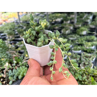 ต้นไข่มุกรีด่าง Senecio Herreianus variegated น่ารักๆ กระถาง 2 นิ้ว