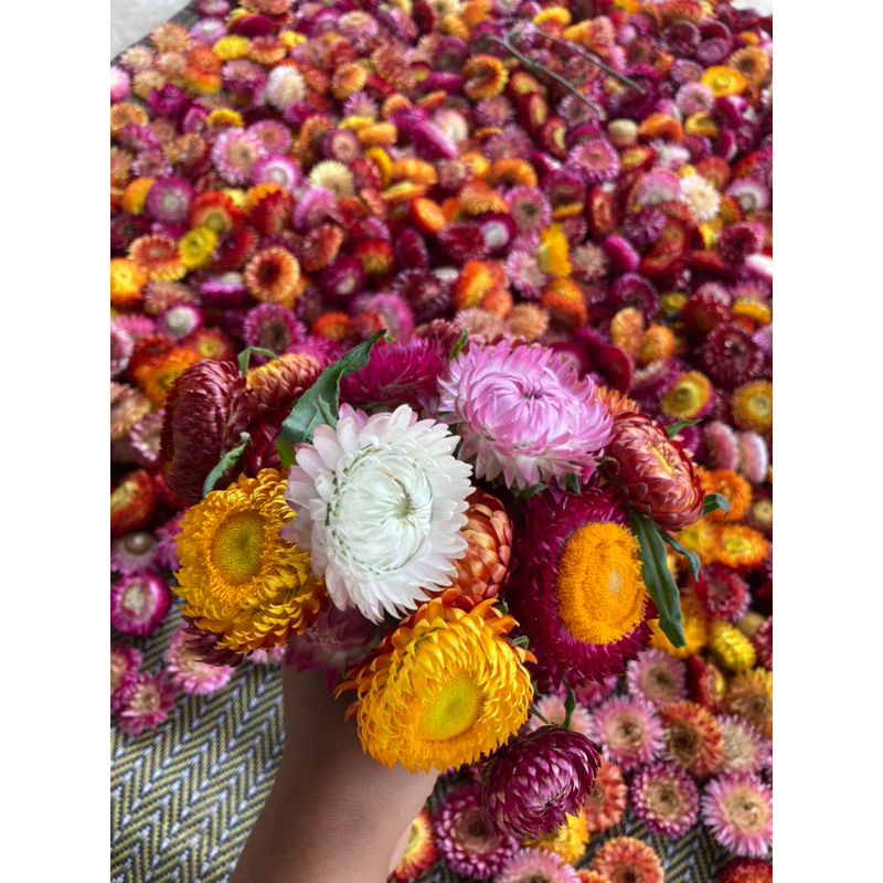 เมล็ดพันธุ์ดอกกระดาษ เก็บใหม่ปีนี้ (900-1000เม็ด)ซื้อ 5ซองแถมฟรี 1 ซอง