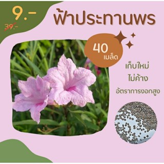 เมล็ดฟ้าประทานพร หรือต้อยติ่งฝรั่ง 40 เมล็ด เก็บใหม่ๆ สดๆต่อออเดอร์ พร้อมส่ง