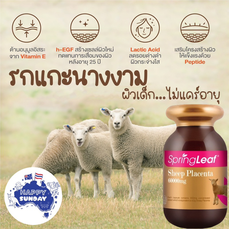 🐑Springleaf Sheep Placenta 60000 mg 120 capsules รกแกะนางงามออสเตรเลีย