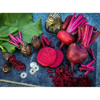 เมล็ดพันธุ์บีทรูท อียิปต์เชี่ยน ครอสไบน์ (Crosbys Egyptian Beetroot Seed) บรรจุ 35 เมล็ด ของแท้ คุณภาพดี ราคาถูก นำเข้า