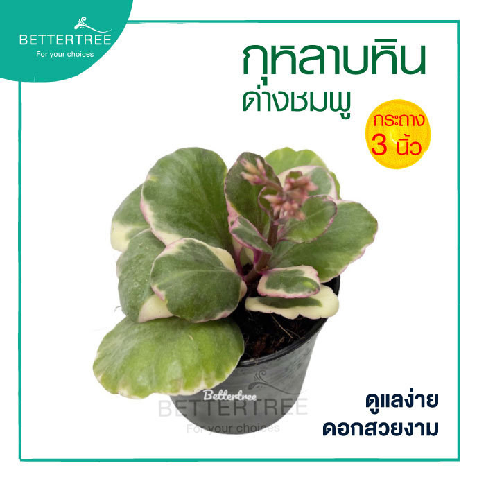 กุหลาบหินด่าง กระถาง 3 นิ้ว ไม้มงคล  ไม้อวบน้ำ