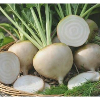 เมล็ดพันธุ์บีทรูทขาว อัลบิโน่ ไวท์ (Albino White Beetroot Seed) บรรจุ 35 เมล็ด ของแท้ คุณภาพดี ราคาถูก นำเข้าจากต่างประ