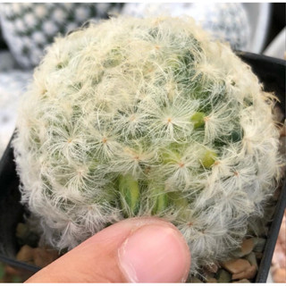 🤍💚💛🤍💚💛Mammillaria Plumosa Variegata JP Clone💛💚🤍💛💚🤍 แมมมิลลาเรียขนนกขาวด่าง🕊