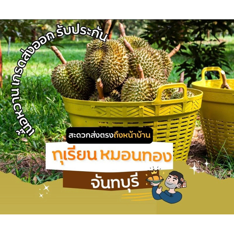 🔥โปรแรง 6กิโลเพียง 1100.-‼️ทุเรียนหมอนทองจันทบุรี ส่งตรงจากสวนจันทบุรี เกรดAAA คัดพิเศษ มีรับประกัน เก็บเงินปลายทาง 🔥 🔥