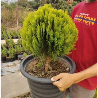 สนแผงแคระ chamaecyparis pisifera(sieb.&amp;zucc.)endl.graciosa