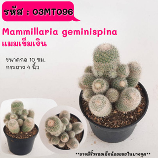 Mammillaria geminispina  แมมเข็มเงิน ไม้ชำหน่อ ฟอร์มกอ cactus กระบองเพชร แคคตัส กุหลาบหิน พืชอวบน้ำ