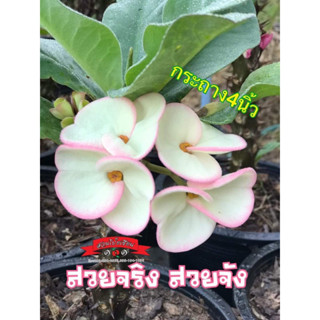 ขายโป๊ยเซียน สายพันธุ์ “สวยจริงสวยจัง” (ดอกขาวมีขอบดอกสีชมพู)กระถาง4นิ้ว ส่งทั้งกระถาง