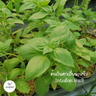 ต้นอิตาเลี่ยนเบซิล Italian Basil  โหระพาฝรั่ง (H035)