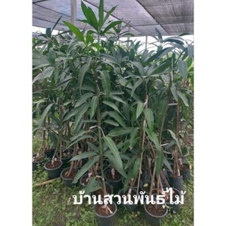 ต้นมะม่วง พันธุ์กุ้ยเฟย ต้นสูง 1.3-1.5 เมตร