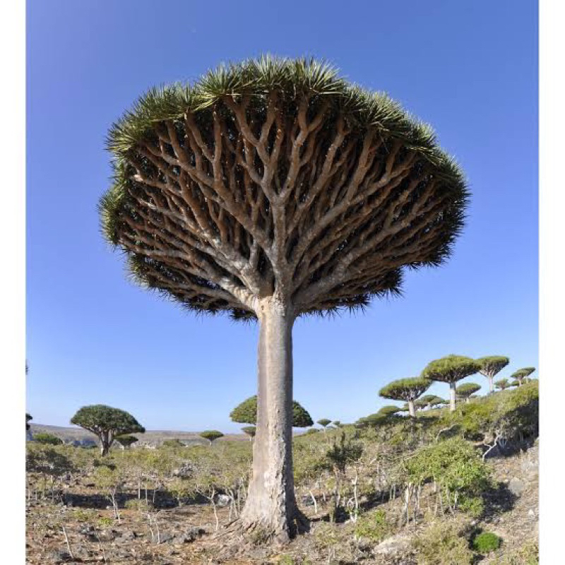 เมล็ดพันธุ์ จันผาเลือดมังกร ( Dragon Blood Tree Seed ) (Dracaena Draco) บรรจุ 2 และ 6 เมล็ด