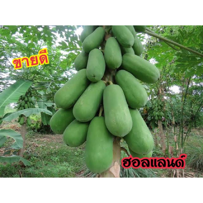 เมล็ดมะละกอฮอลแลนด์(50เมล็ด)พร้อมวิธีการปลูก