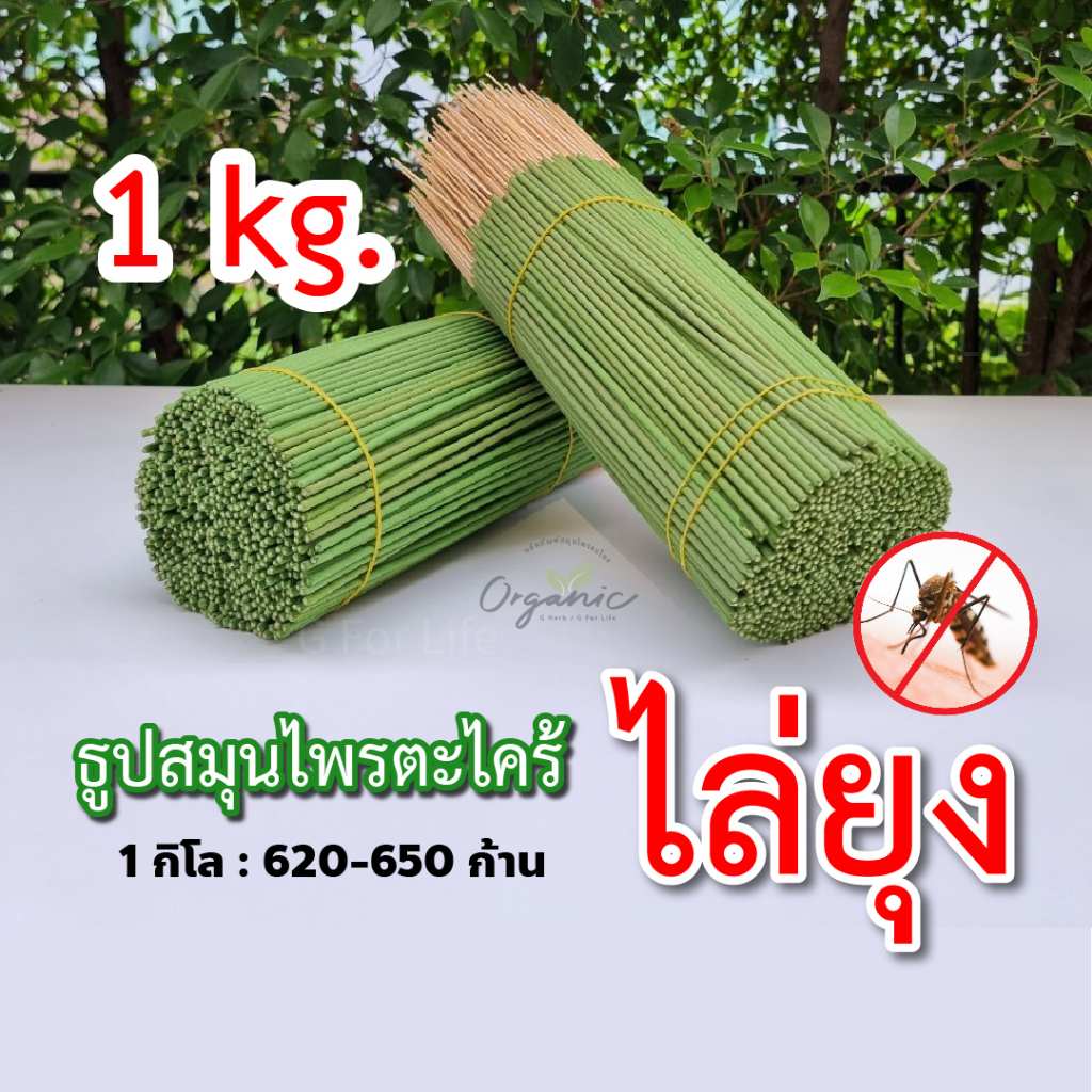 (ส่งทุกวัน) 1 กิโล 620-650 ก้าน 149 บาท ธูปเขียวสมุนไพรไล่ยุง ตะไคร้ไล่ยุง สินค้า Otop ขายดี