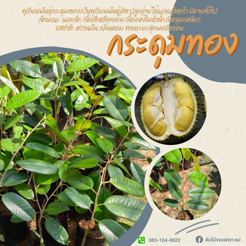 ต้นทุเรียนกระดุมทอง เสียบยอด สูง 50-60 ซม.