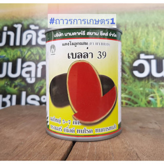 แตงโมกินรี457,เบลล่า39(ต้นทนโรคติดผลดก-ผลรีใหญ่สวยเนื้อทรายแดง)40กรัม