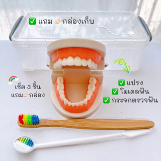 เซ็ต 3 ชิ้น พร้อมกล่อง โมเดลฟัน+แปรง+กระจกจรวจฟัน แถม‼️กล่องบรรจุ