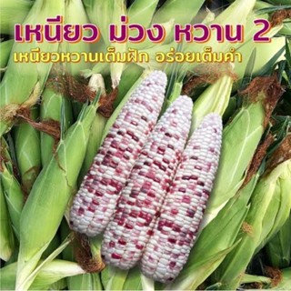 เมล็ดพันธุ์ข้าวโพดขาว-ม่วง ข้าวโพด ข้าวเหนียว 2 สี แบ่งบรรจุ 10-100 กรัม ฝักสวย สีสวย หวาน อร่อย