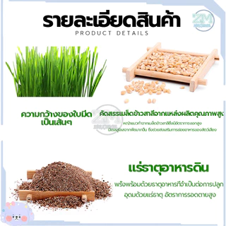 ข้าวสาลีแมว หญ้าแมว ชุดปลูกข้าวสาลี 40กรัม เสริมสร้างภูมิคุ้มกัน ลดกลิ่นมูลสัตว์เลี้ยง