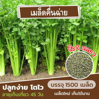 ซื้อ 5 แถม 1 เมล็ดพันธุ์คื่นฉ่าย 1500 เมล็ด (คละชนิดได้)