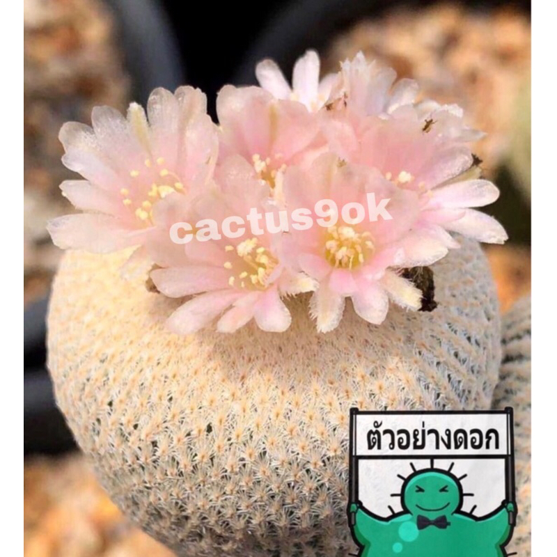 🌵แคคตัส อิพิ โบกิอาย  Epithelantha bokei cactus ไม้กราฟ จำนวน 1 ต้น