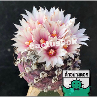 แคคตัส เทบิม่วง turbinicarpus cactus ไม้กราฟ จำนวน 1 ต้น