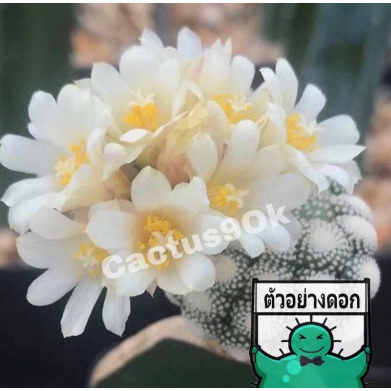 🌵แคคตัส บลอสเฟรเดีย ลิลิพูเทียน่า Blossfeldia liliputiana ไม้กราฟ จำนวน 1 ต้น