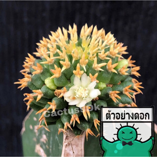 แคคตัส แมม บรู mammillaria camptotricha cv. Bru cactus ไม้กราฟ จำนวน 1 ต้น