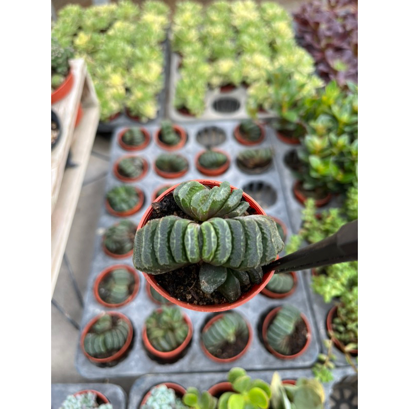 Haworthia Truncata ม้าตัด