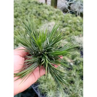 Tillandsia ionantha ใบแหลม