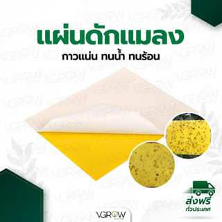 แผ่นกาวดักแมลง 2 หน้า ทนแดดทนฝน กาวเหนียวพิเศษ ขนาด 20x15 / 25x20 เซนติเมตร แผ่นกาวดักจับแมลง กาว 2 หน้า กระดาษจับแมลง