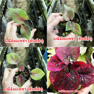 มณีล้อมเพชร บอนสี ไม้ผ่าหัว บอนสีตัวเทพ บอนสีราคาส่ง caladium บอนสีไทย