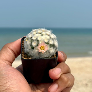 แมมขนนกขาวมอนส์ (Mammillaria plumosa montrose)