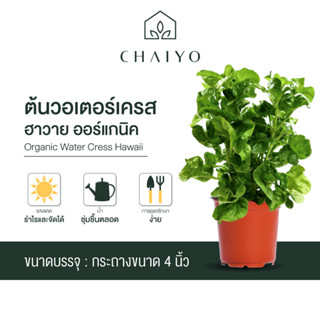 ต้นวอเตอร์เครสฮาวาย ออร์แกนิค Organic  Water Cress Hawaii กระถาง 4 นิ้ว