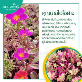 คุณนาย(ไฮโซด่าง) กระถาง 3 นิ้ว**ไม่ระบุสี**ใบสวย ออกดอกบ่อย Portulaca Oleracea variegata ไม้อวบน้ำ ต้นไม้