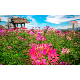 เมล็ดดอก เสี้ยนฝรั่ง (Cleome) คละสี  45 เมล็ด  ซองละ 29 บาท  เสี้ยนฝรั่งต้นสูง ช่อดอกมีขนาดใหญ่ เหมาะสำหรับปลูกประดับ