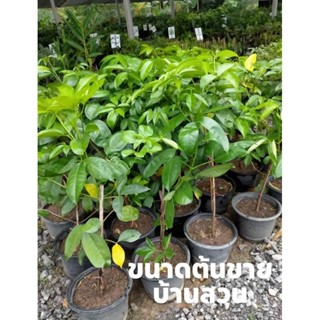 ต้นเจ้าหญิงสีชมพู ขนาด50ซม.