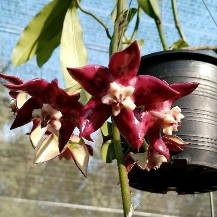 โฮย่าจักรพรรดิ์Hoya Imperialis Lindl. กระถาง4นิ้ว