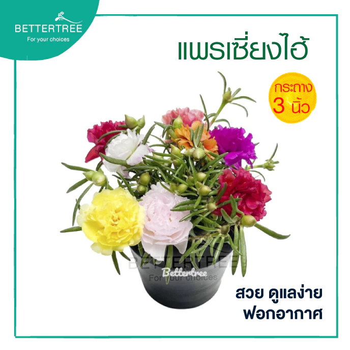 แพรเซี่ยงไฮ้คละสี กระถาง 3 นิ้ว Portulaca grandiflora ต้นไม้กลางแดด ไม้คลุมดิน