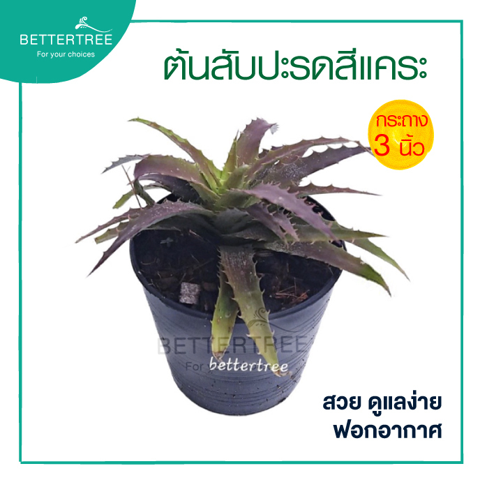 สับปะรดสีแคระน้ำตาล กระถาง 3 นิ้ว ต้นสับปะรดสี ต้นไม้