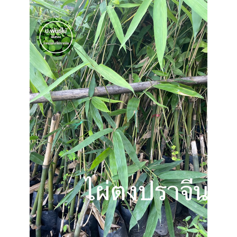 ต้นไผ่ตงปราจีน เสียหายเคลมฟรี