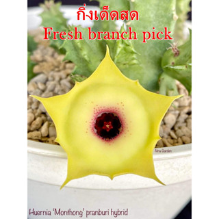 เก๋งจีน Huernia Monthong Pranburi Hybrid *กิ่งเด็ดสด* แคคตัส ไม้อวบน้ำ Cactus and Succulent