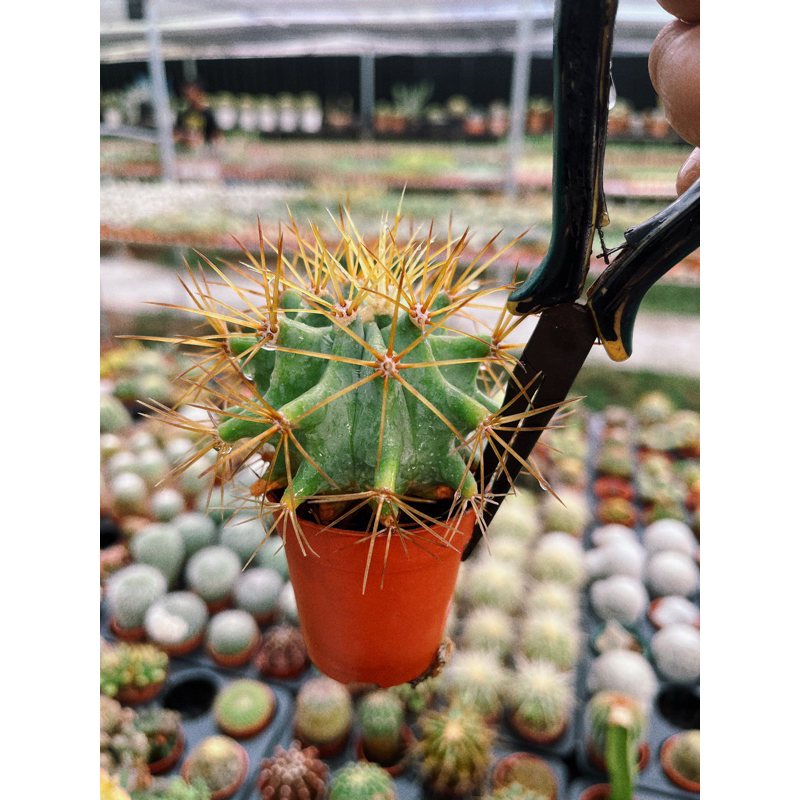 เฟอโรไร้หนาม Ferocactus Glaucescens inermis