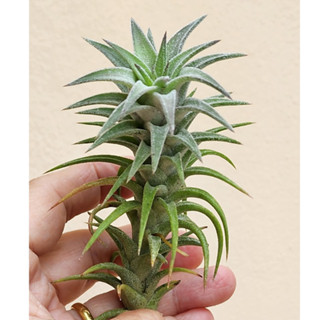 ทิลแลนด์เซีย ไอโอนันทา แวนไฮนิกิไอ (Tillandsia ionantha var vanhyningii) : สับปะรดสี สับปะรดอากาศ ไม้รากอากาศ