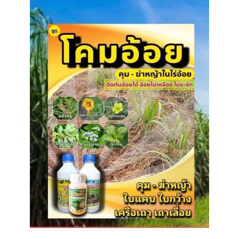 ชุดโคมอ้อยไร่อ้อยหญ้าสาว