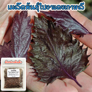 เมล็ดพันธุ์ Red Perilla Shiso ใบงาแดงเกาหลี ชิโสะแดง 1 ซองมี 40-100 เมล็ด [ซื้อ 10 แถม 1 คละได้]