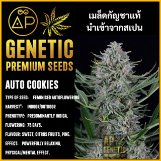 🇪🇸 เมล็ดกัญชา Auto Cookies เมล็ดค่าย AP Genetic นำเข้าจากสเปน เมล็ดกัญ ชา ออโต้ เพศเมีย แท้ 100% ควบคุมคุณภาพอย่างเข้มงว