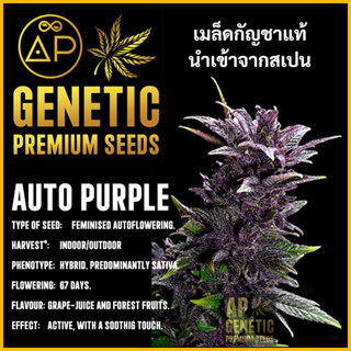 🇪🇸 เมล็ดกัญชา Auto Purple เมล็ดค่าย AP Genetic นำเข้าจากสเปน เมล็ดกัญ ชา ออโต้ เพศเมีย แท้ 100% ควบคุมคุณภาพอย่างเข้มงวด