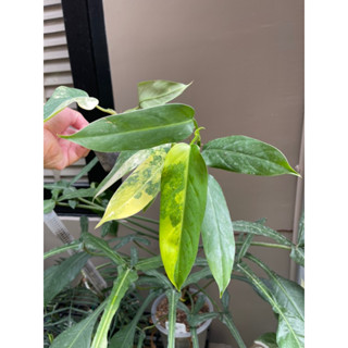 ฟิโลเดนดรอนโดเมสติคั่มด่าง(PhilodendronDomesticumVariegated)